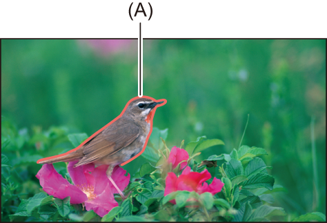 image_focus-assist-peaking